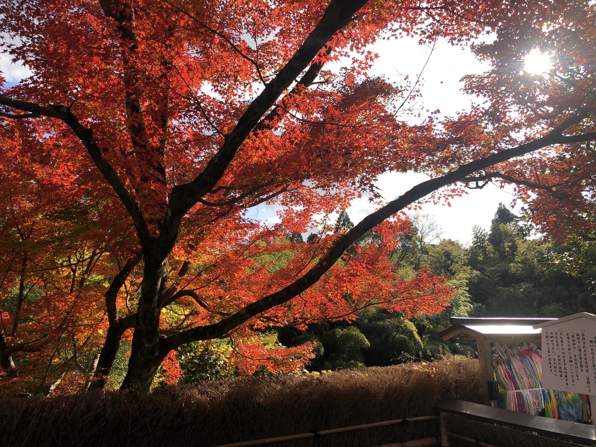 铃虫寺