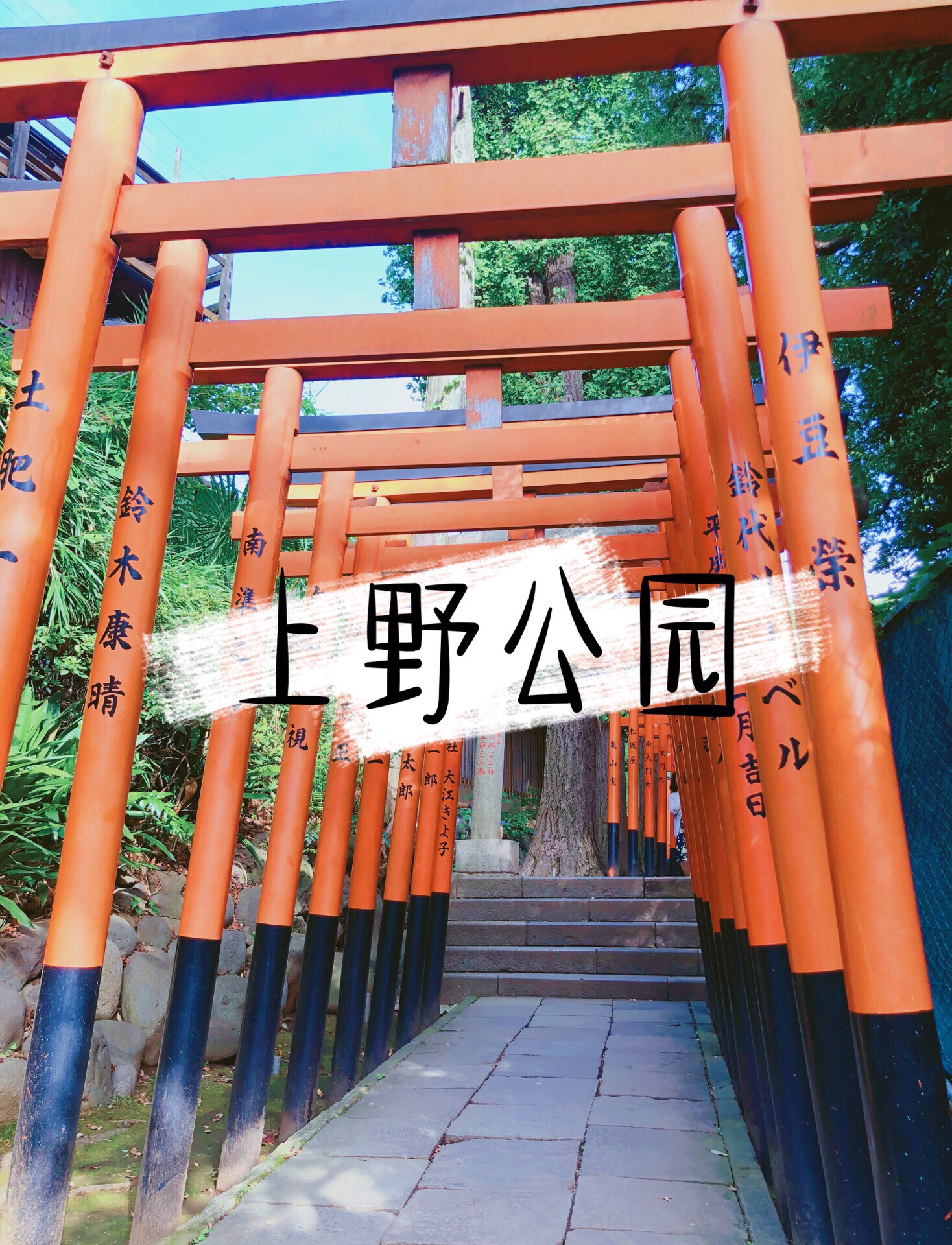 东京紫阳花地图 处女座评测版本 日本是紫阳花的原产地之一