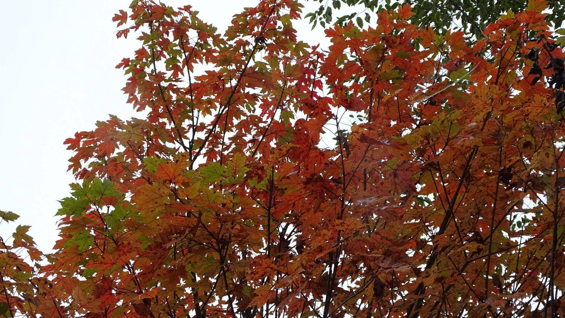 川西紅楓嶺位於四川德陽什邡紅白鎮,深秋時節漫山紅遍,層林盡染,特別