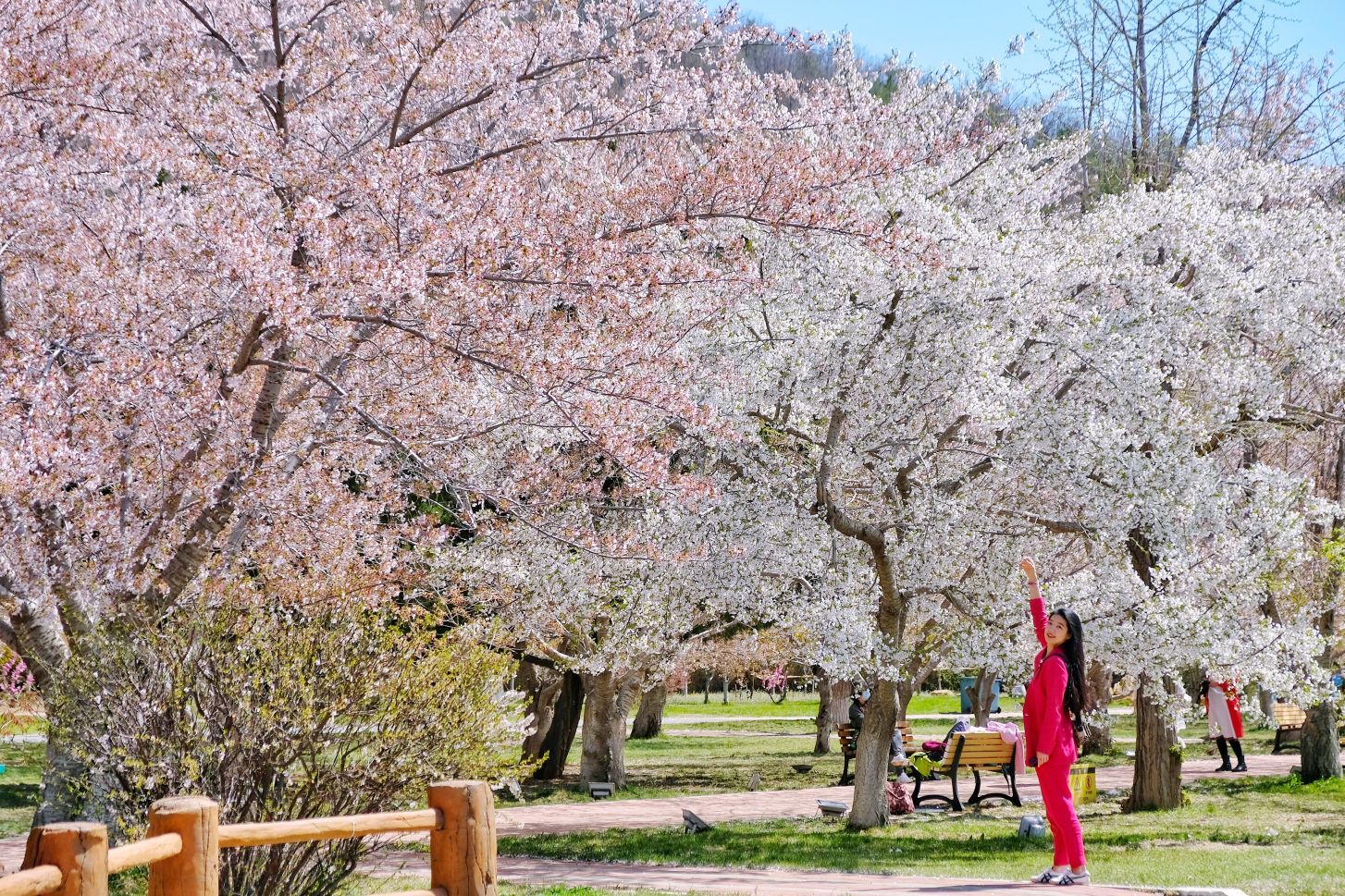 旅順口區龍王塘櫻花園好玩嗎,旅順口區龍王塘櫻花園景點怎麼樣_點評