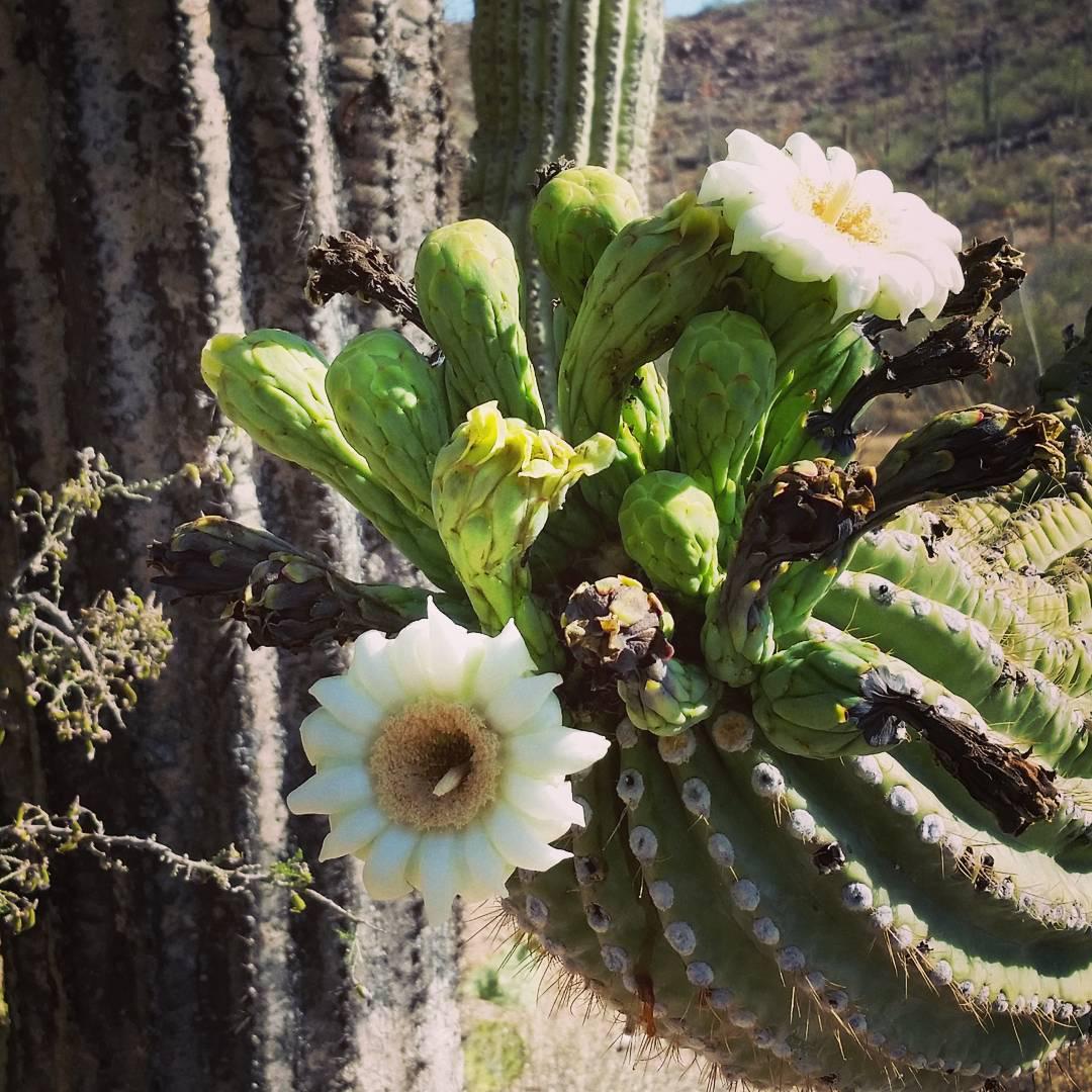 巨人柱国家公园