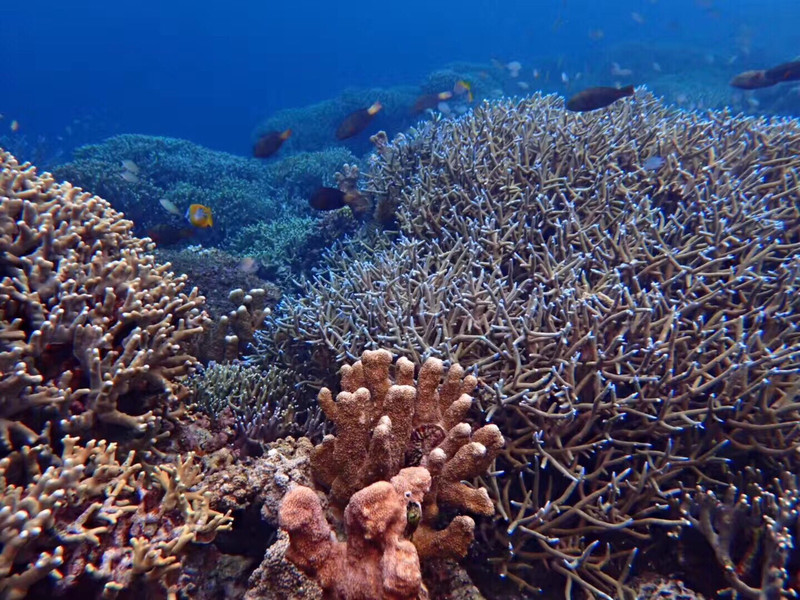 珊瑚花园之行 巴拉望之行 携程旅拍