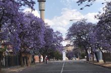 南非最著名的花园大道-打卡