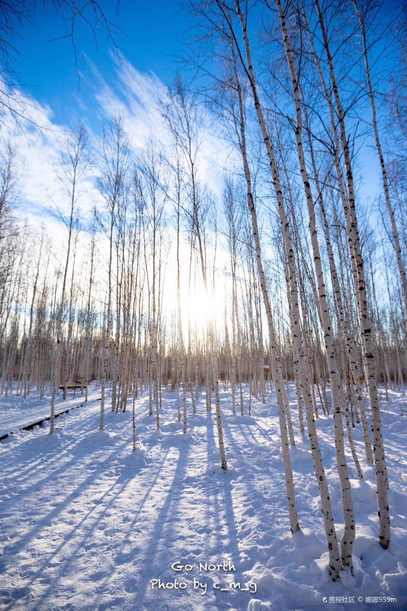 说到白桦林,熟悉而又陌生
