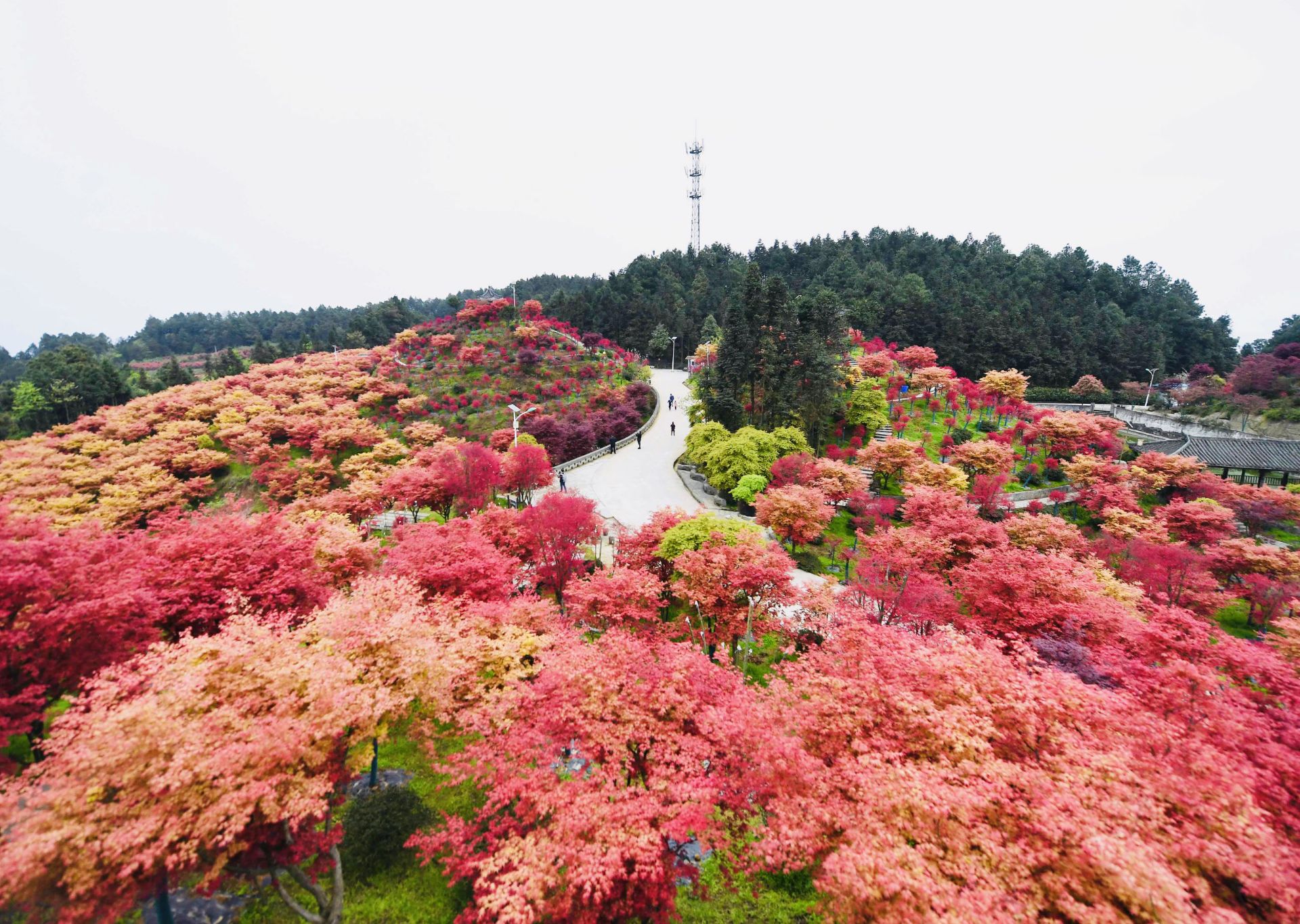 在重慶春天就有宇宙無敵紅的紅楓觀賞地——巴南區的五洲園 