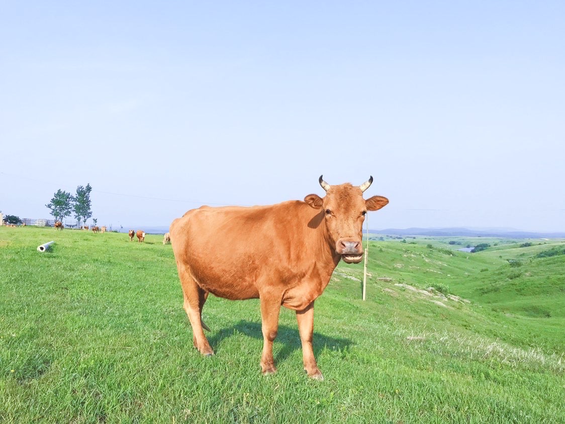 嘉山高原牧场