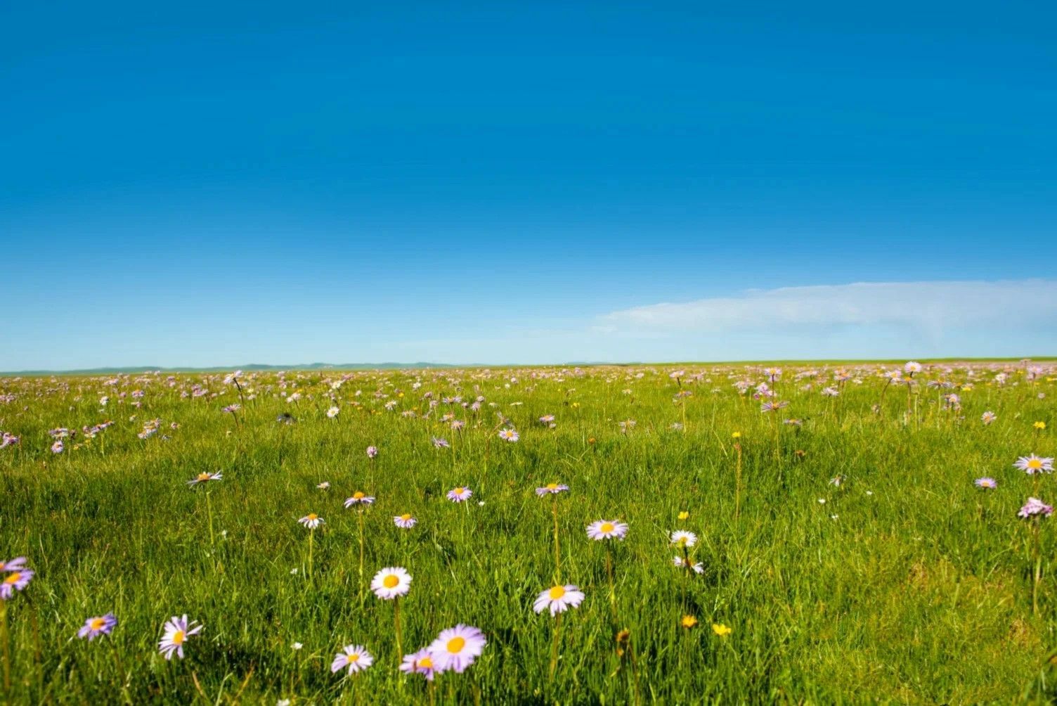 红原—若尔盖大草原