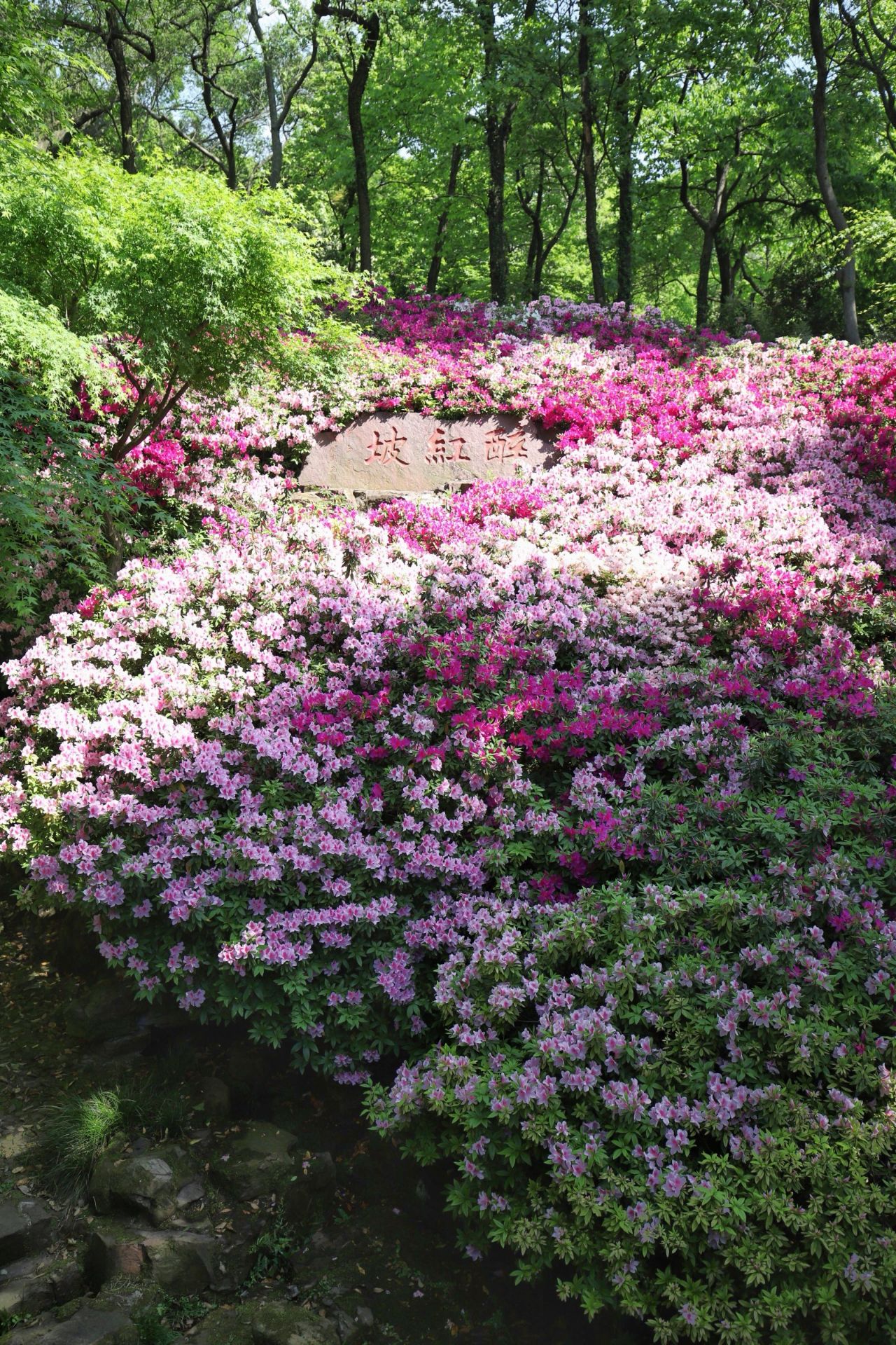 中國杜鵑園