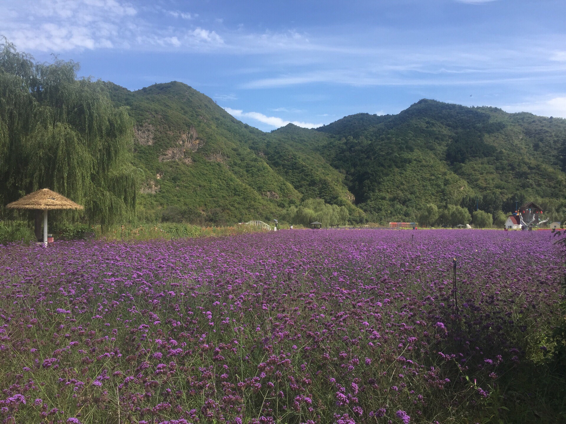 密云人间花海薰衣草庄园