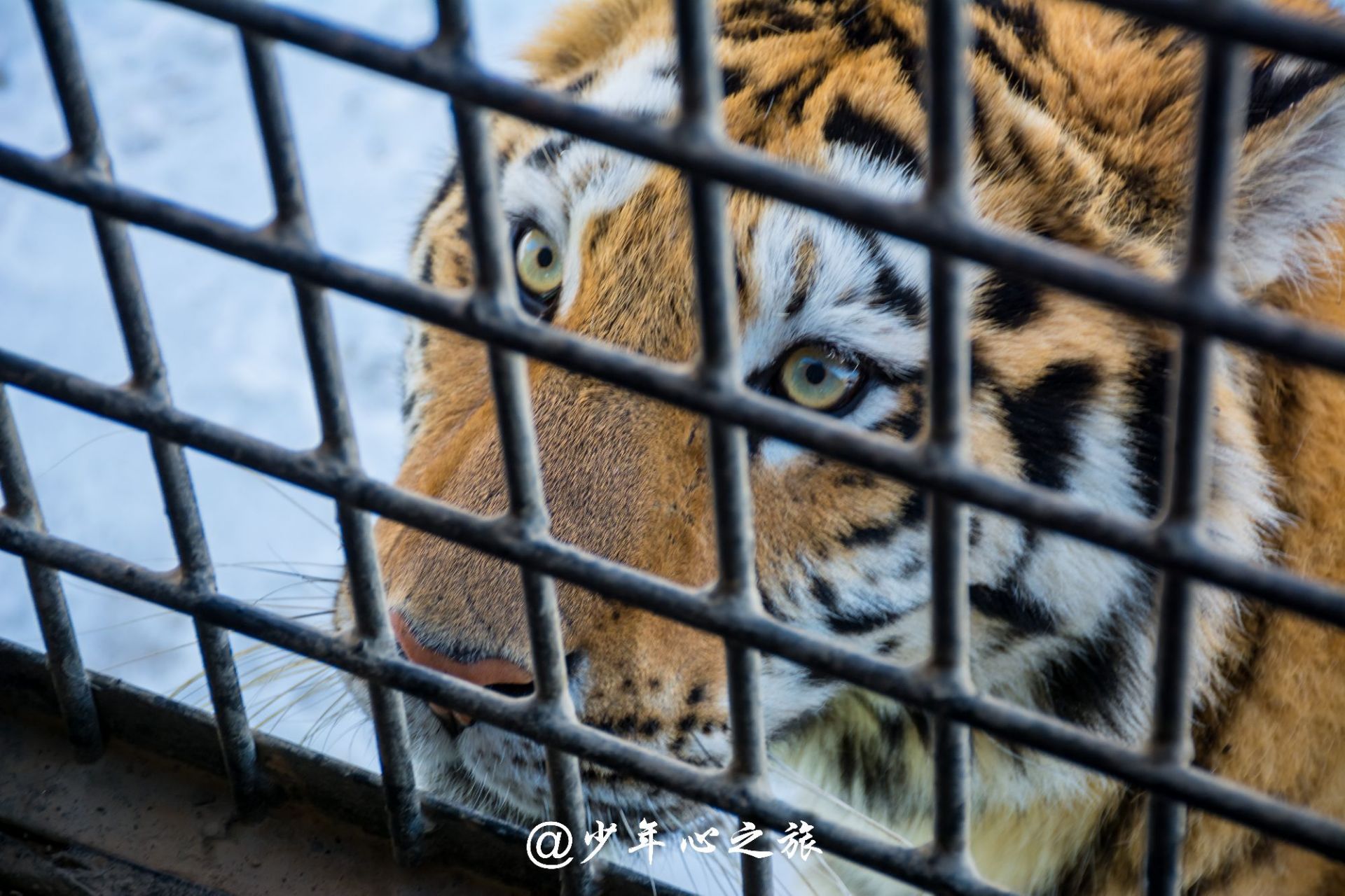 【携程攻略】沈阳怪坡虎园景点,沈阳东北虎园:关在笼车中近距离看东北