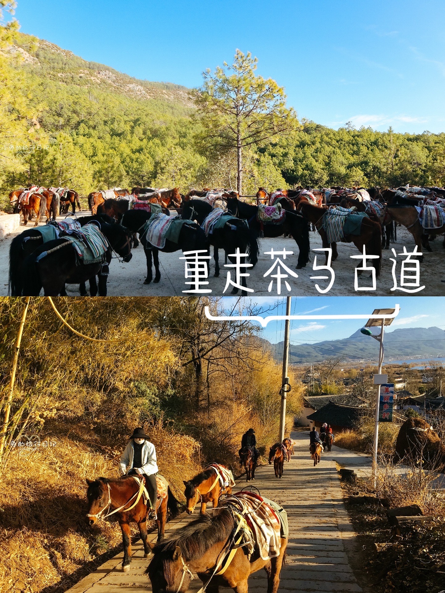 拉市海茶马古道