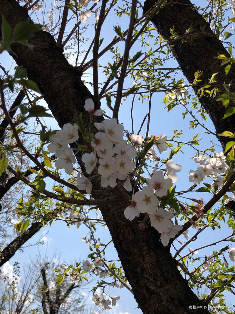 八王子夏日风情集市之行 八王子市之行 携程旅拍