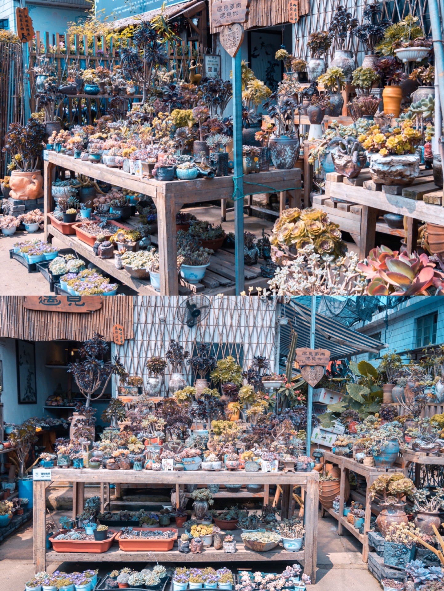 桂林市花鸟市场