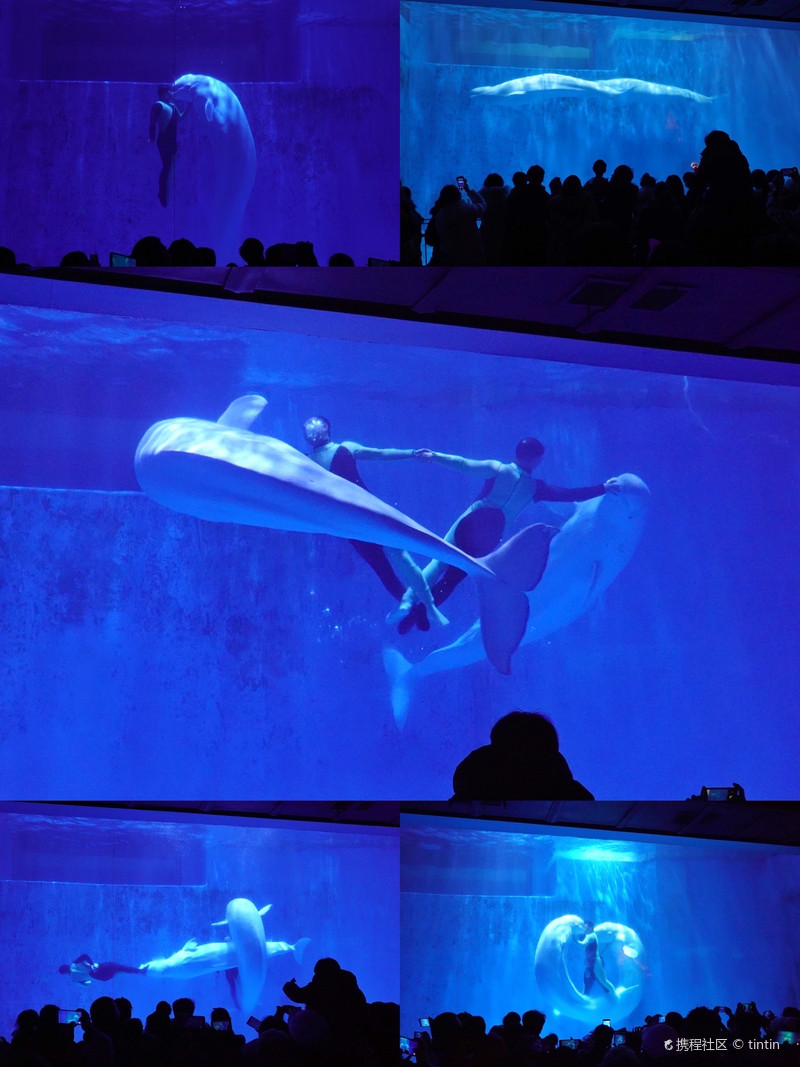 哈尔滨极地馆(一期)184篇