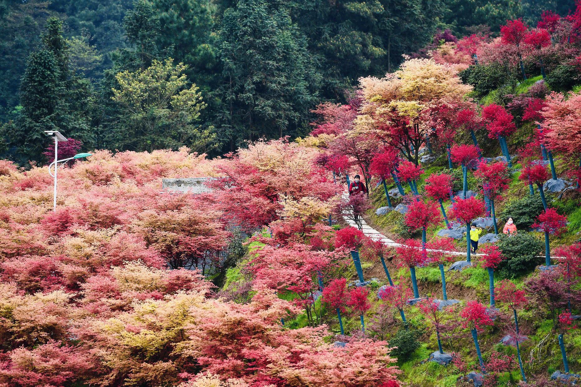 在重慶春天就有宇宙無敵紅的紅楓觀賞地——巴南區的五洲園 