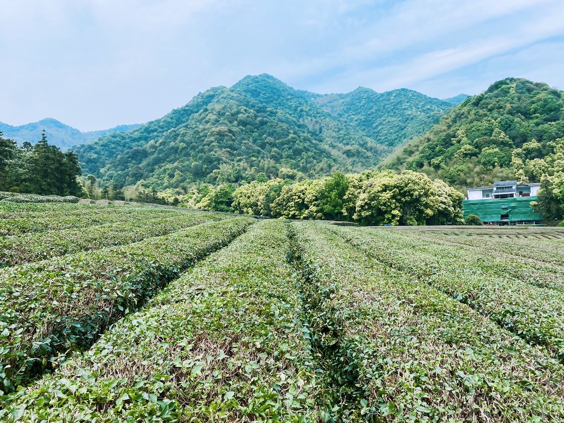 杭州龙坞茶村