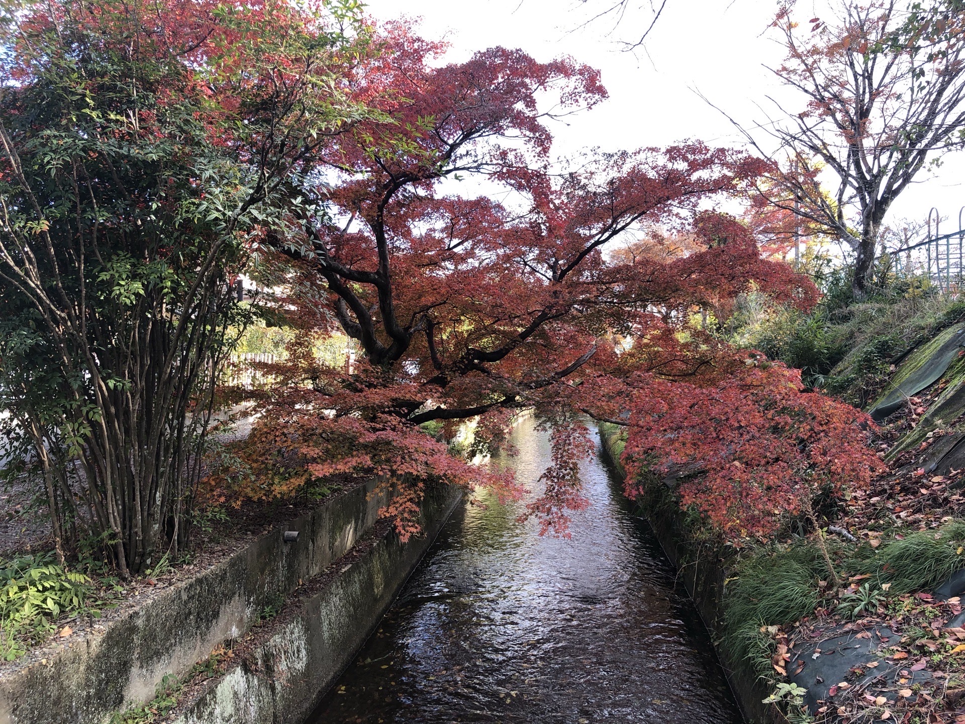 铃虫寺