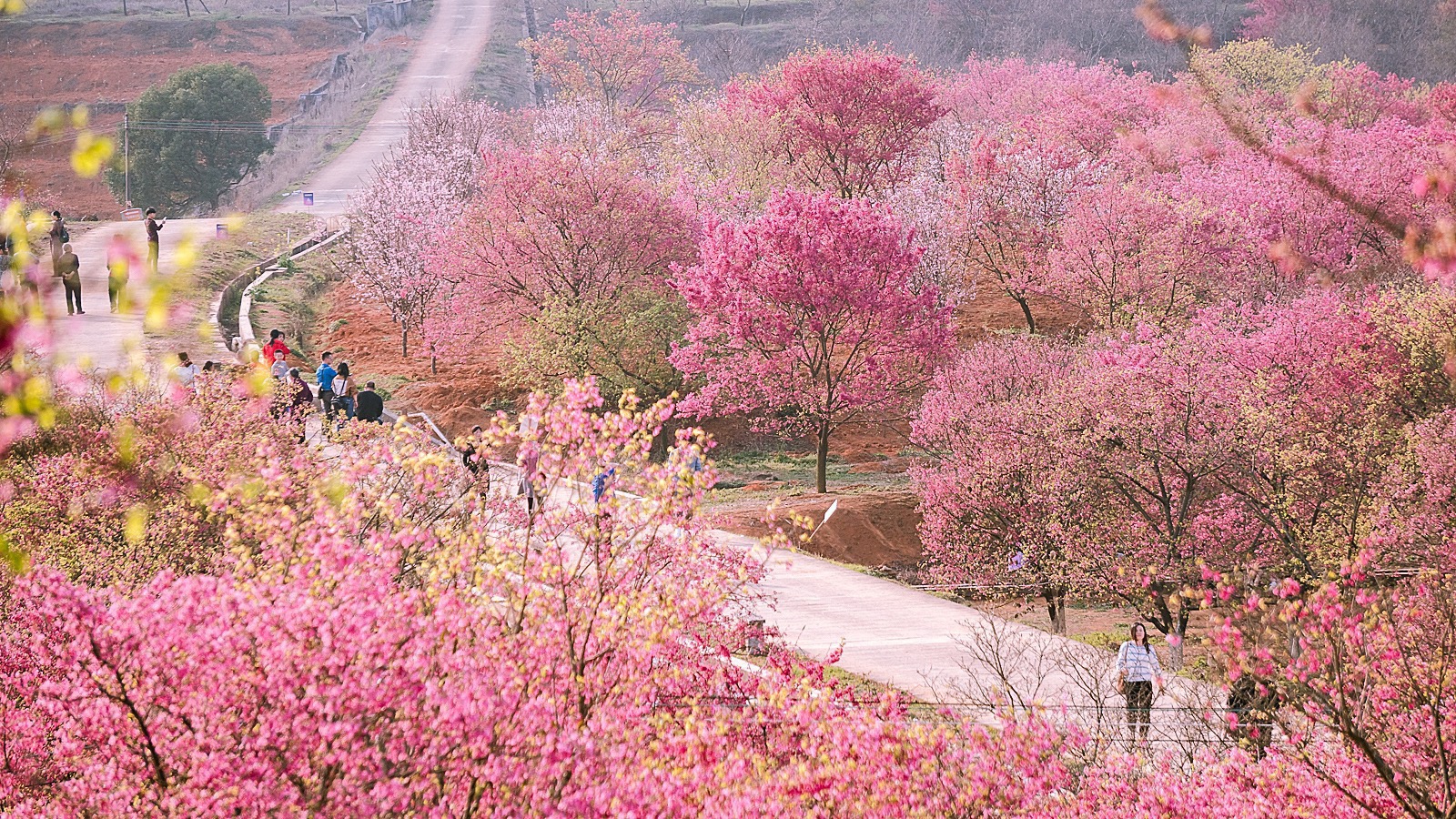 韶关樱花图片