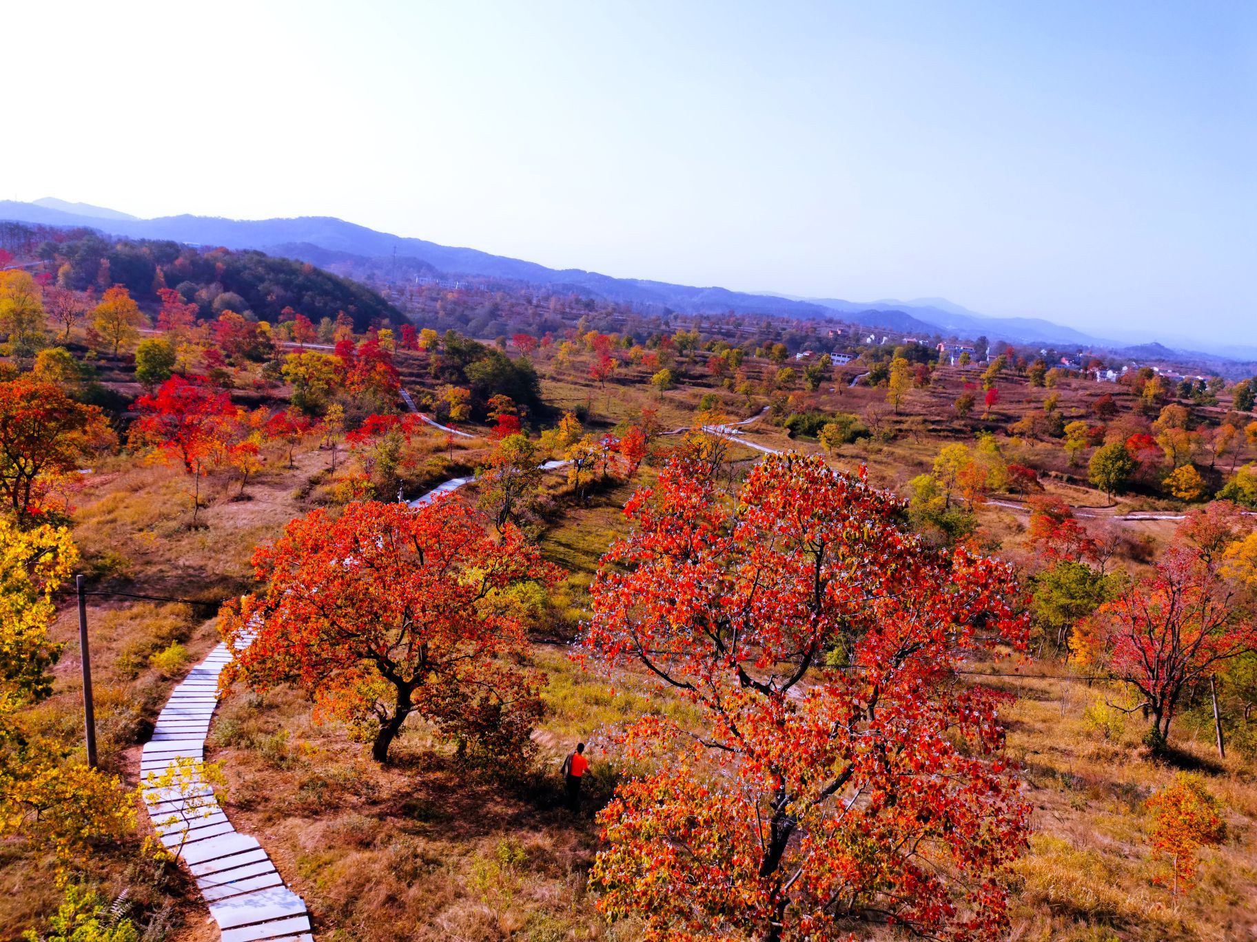 烏柏紅地處鄂東北的大別山革命老區大悟縣四姑鎮