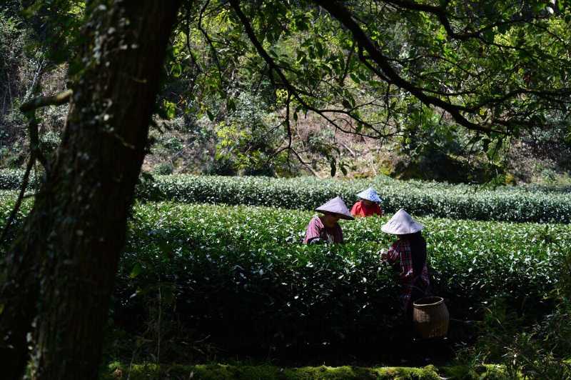 清明,欲往 龍井問茶 ,誤入翁家山村,索性沿溪谷山道徒步.山澗