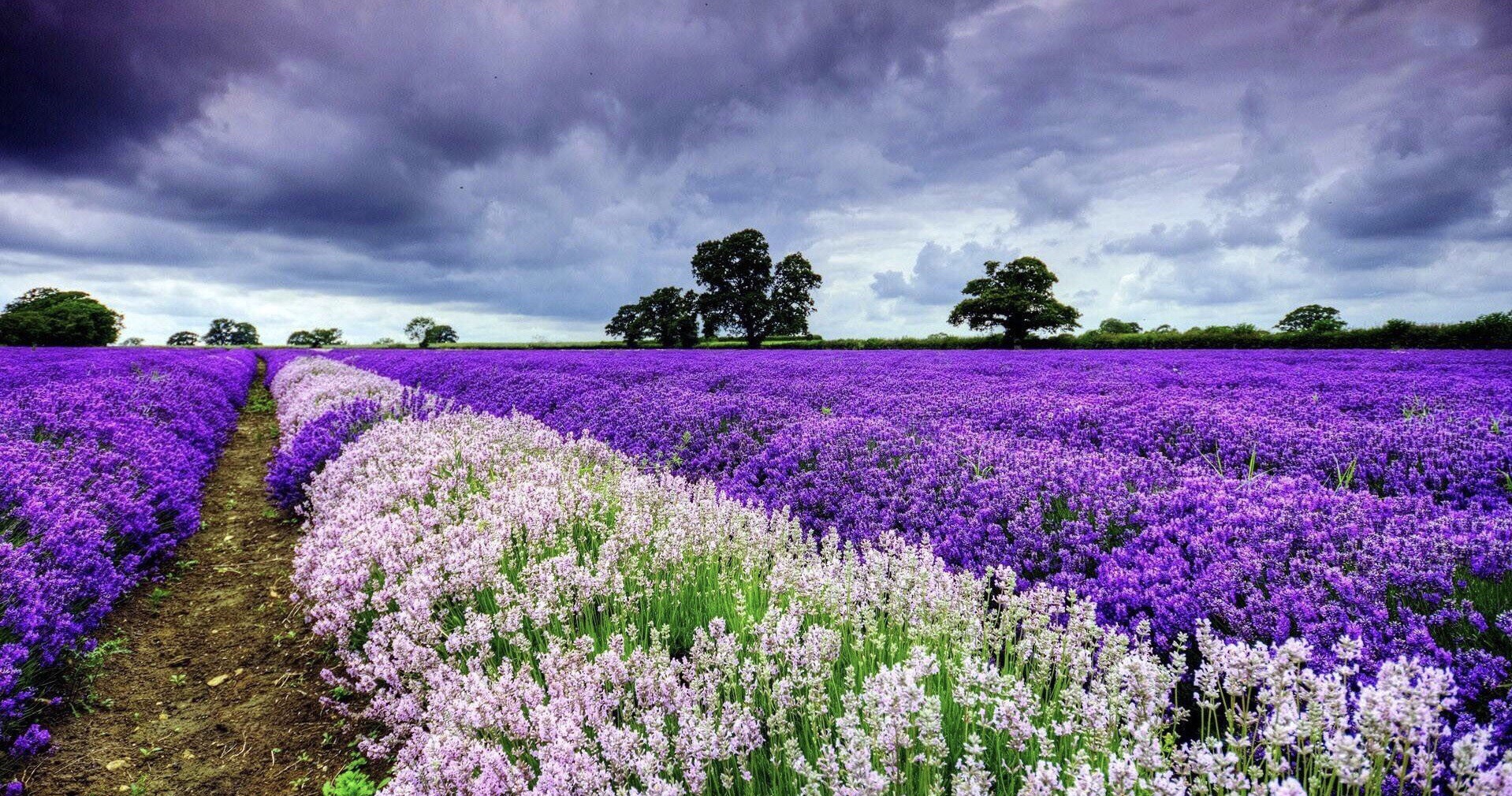 紫云花汐薰衣草庄园