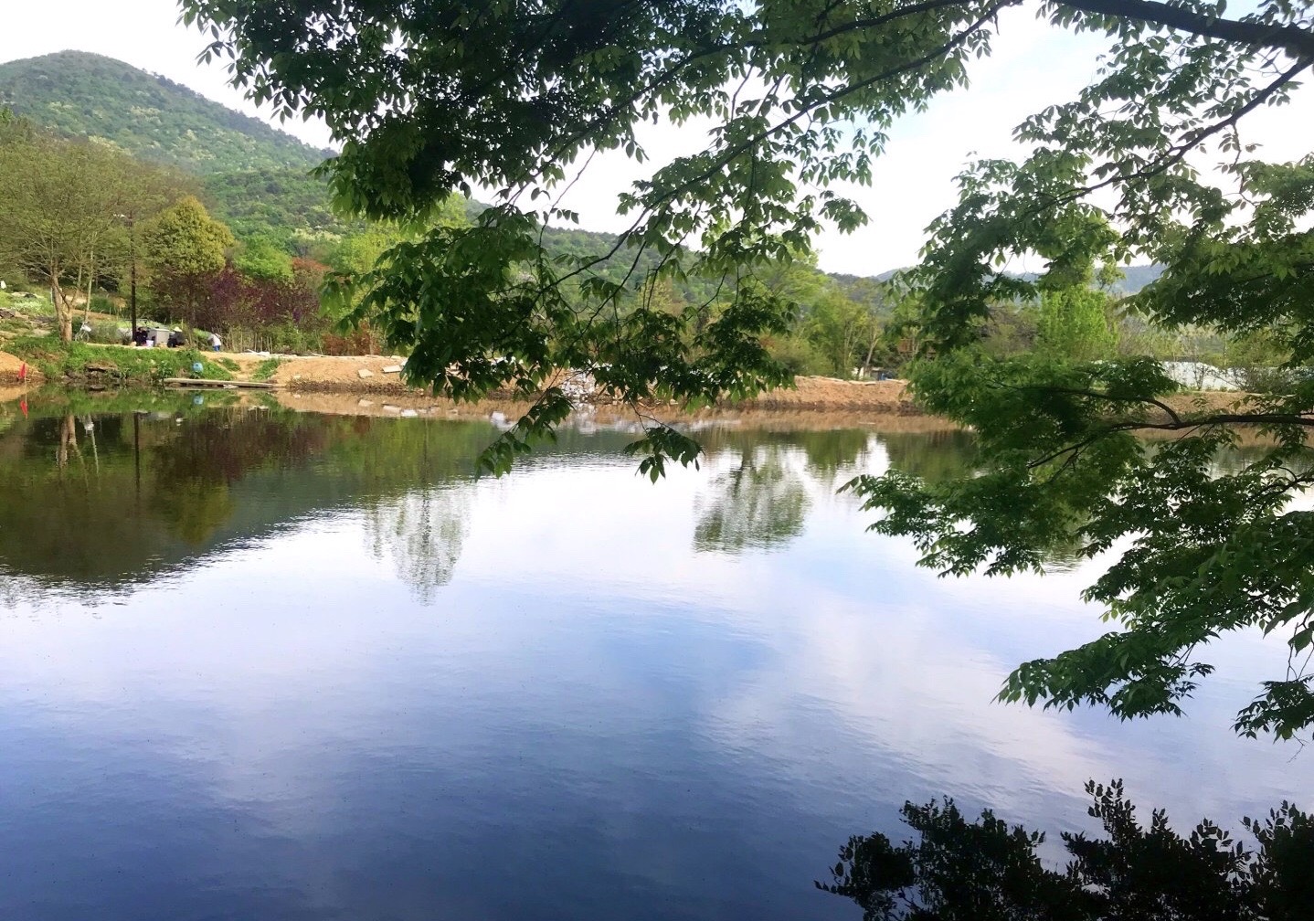 石塘竹海