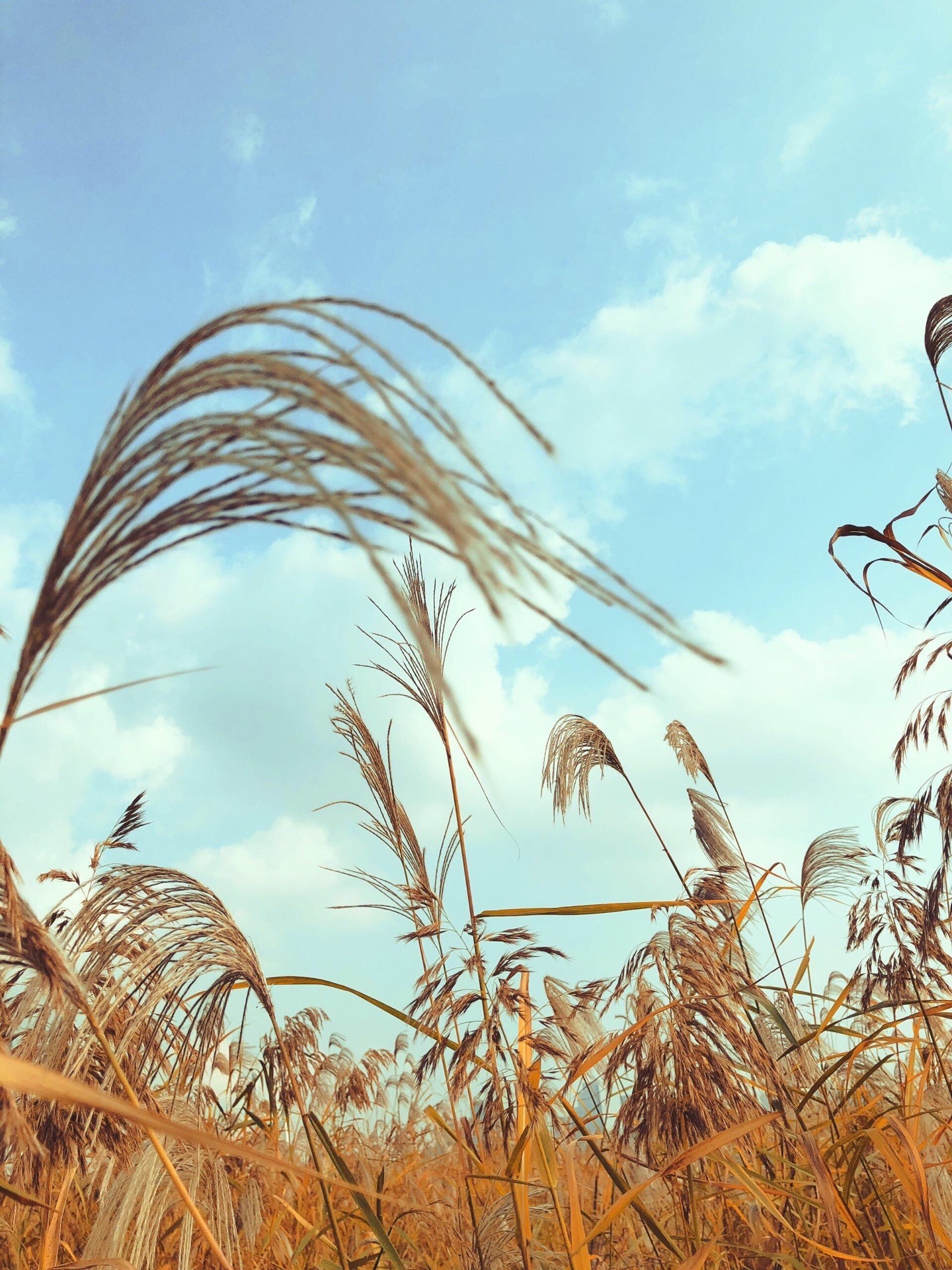 汉口江滩边芦苇丛