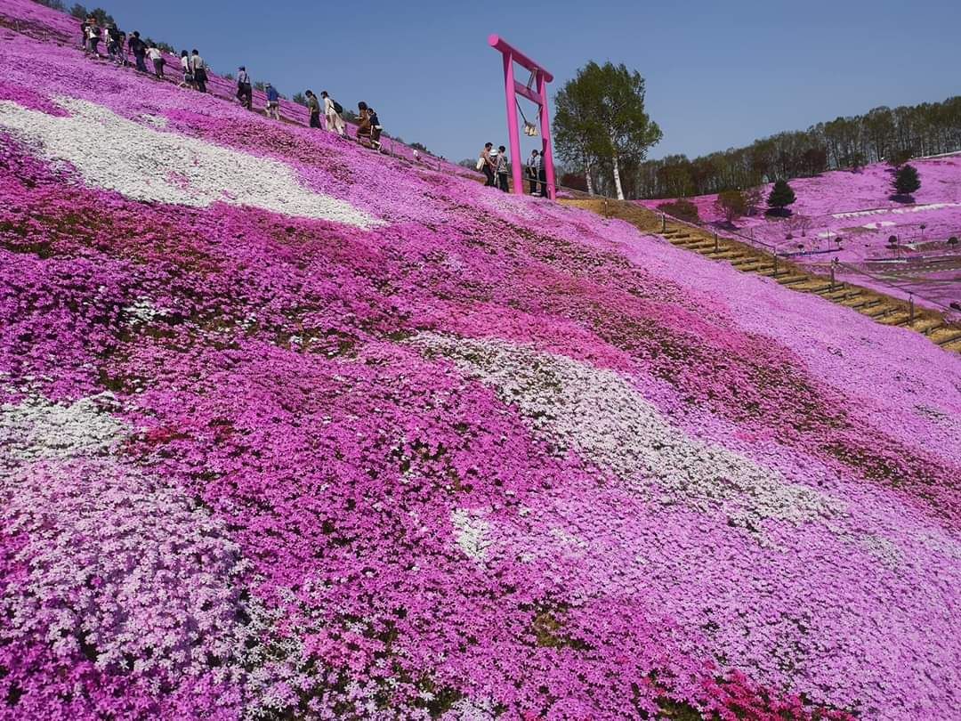 東藻琴芝櫻公園