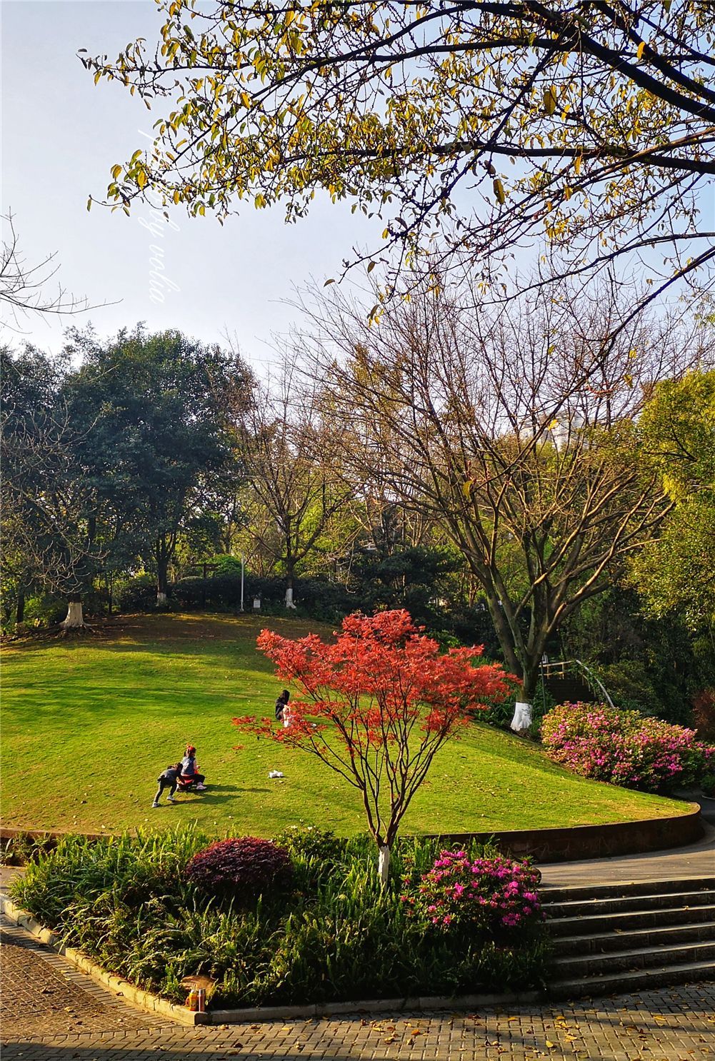 這天陽光甚好,下午四點多去到附近的小公園裡轉轉,手機拍了幾張.&#x