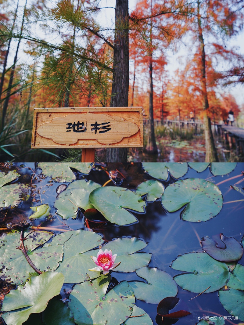 薛不凡lll一到秋天这里美的不像话名称 池杉湖国家湿地公园自由行笔记 旅游景点攻略 携程