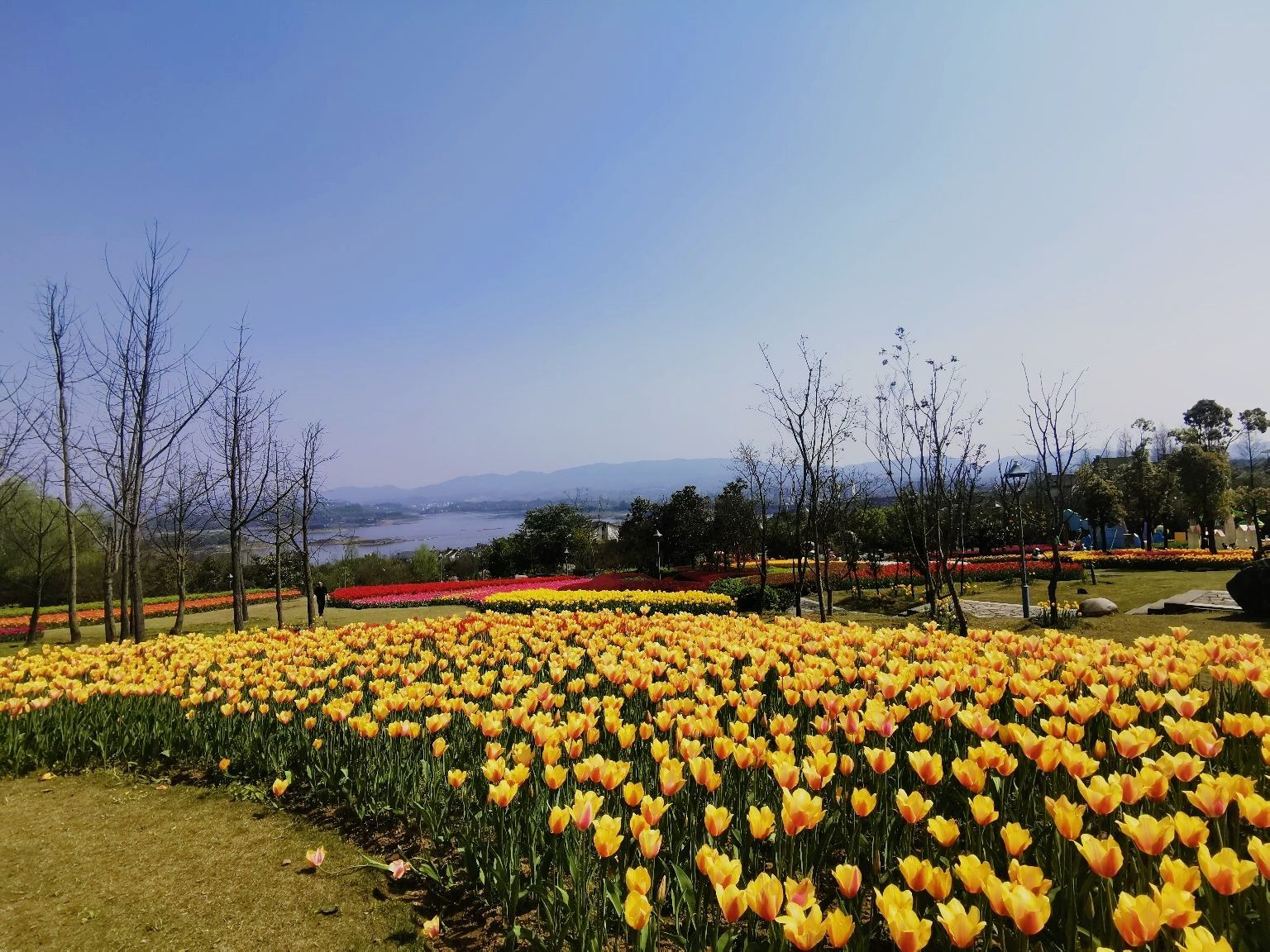 长寿湖露营基地 桃花图片