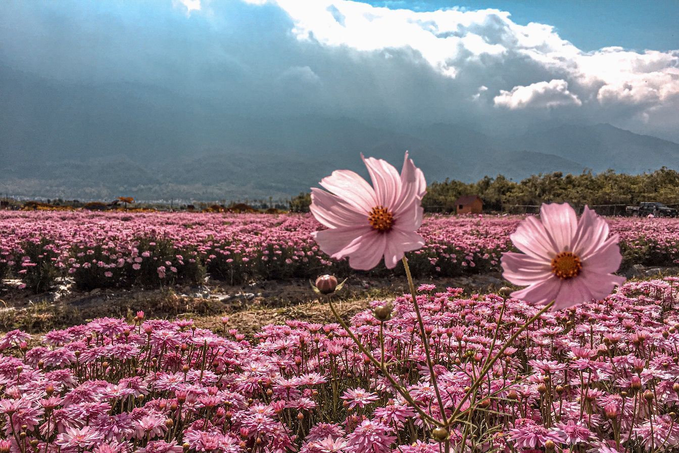 治愈旅行|大理旅行攻略旅行地—才村粉色花海【地址】