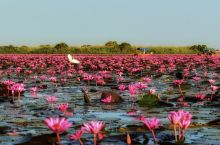 万亩红莲装点成粉色地平线的世界奇迹   乌隆塔尼位于泰国北部伊森地区，毗邻廊开府而与老挝相望。红莲湖