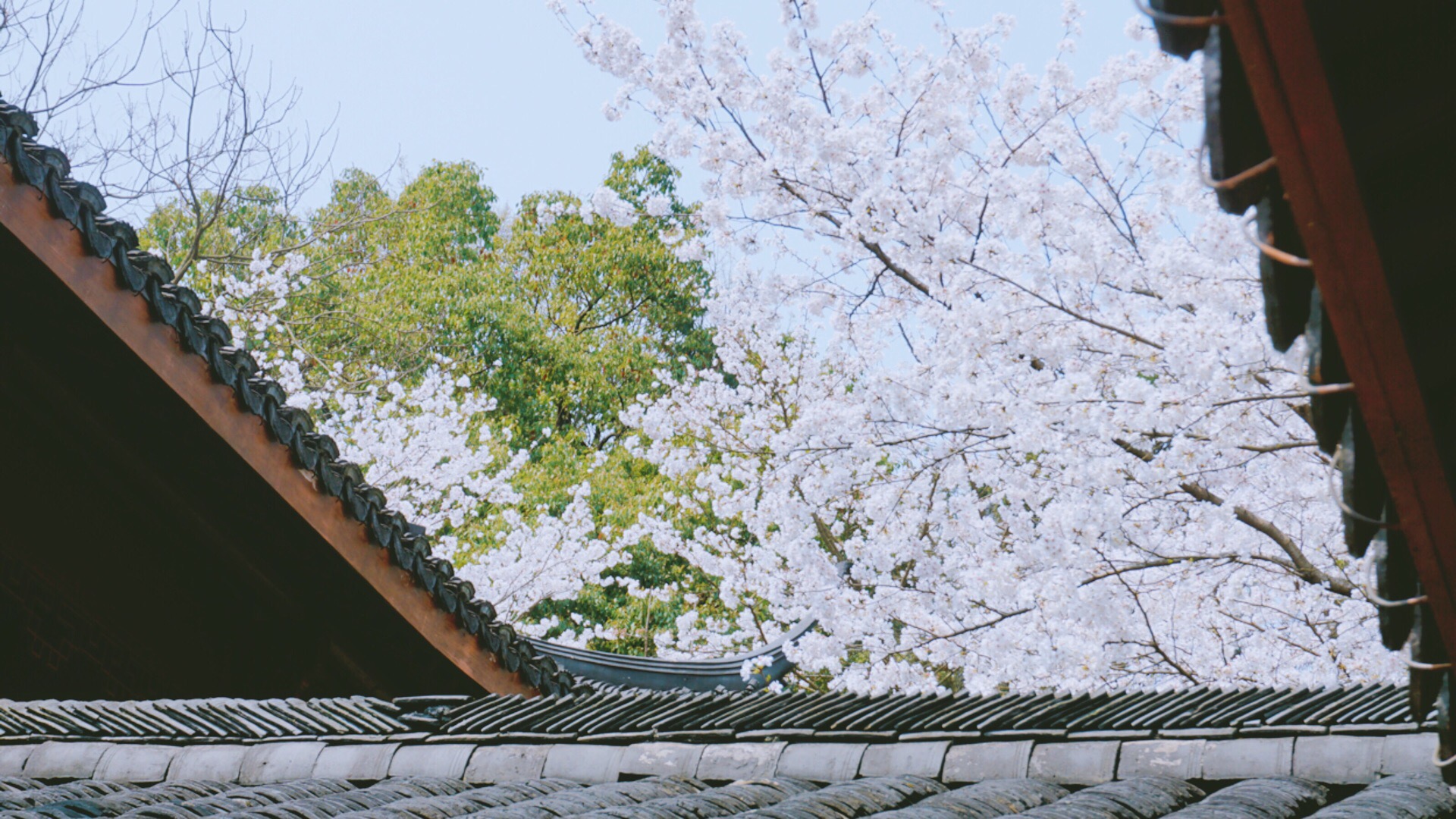 【携程攻略】杭州玛瑙寺景点,「杭州本地人都不一定知道的看樱花雨的