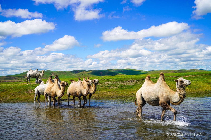 呼伦贝尔 蓝天白云下广阔无垠的大草原,洁白的蒙古包,成群的牛羊