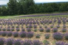 七月下旬，北海道薰衣草美景如画、温度适宜。