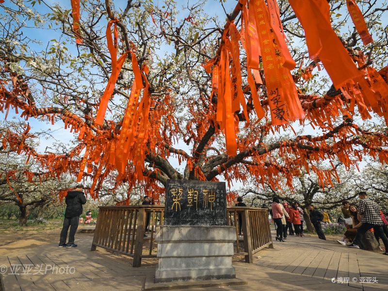 安徽省宿州市砀山县x004 梨树王风景区是安徽省宿州市砀山县的梨花