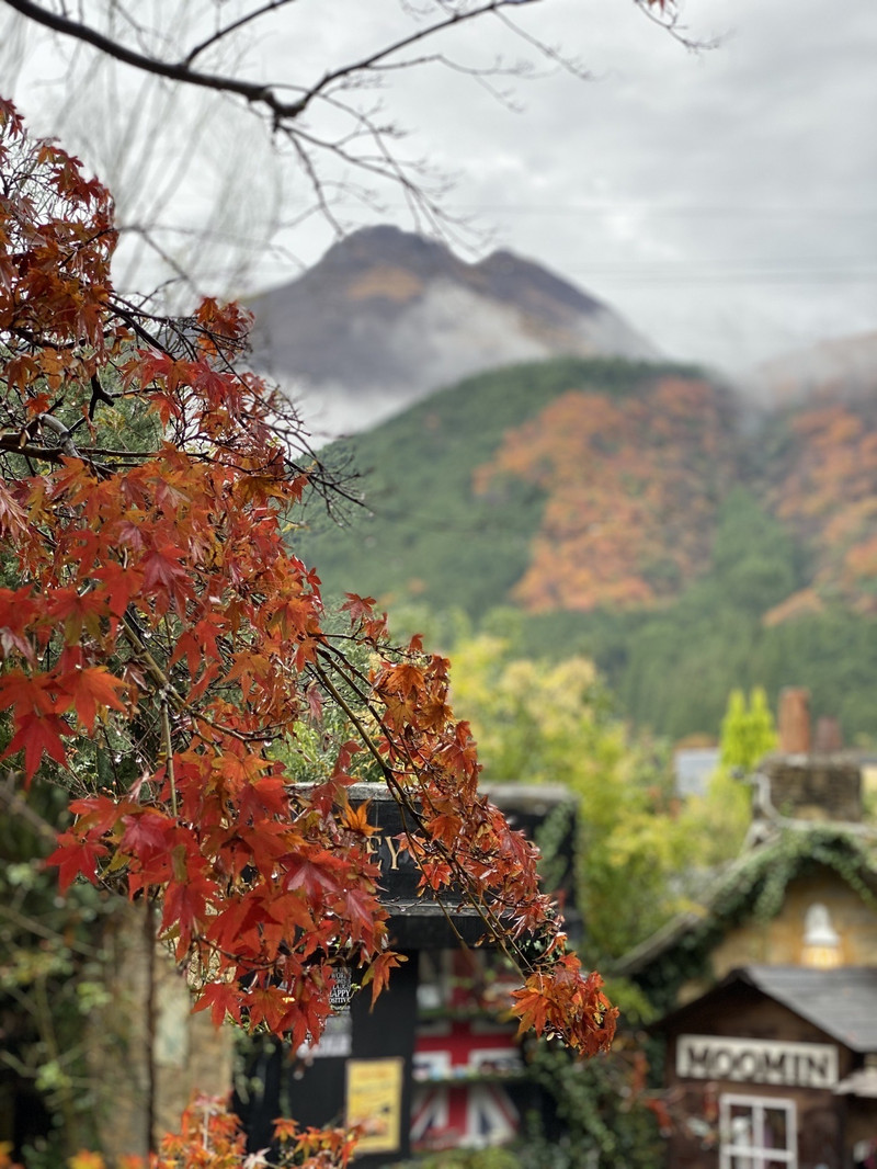 汤布院温泉镇这里的红叶美翻了 红叶 红的那么不真实 雨打过后