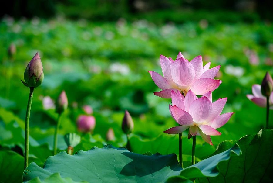 2-Day Jining Tour: Confucian cultural landmarks, Weishan Lake's wetland beauty