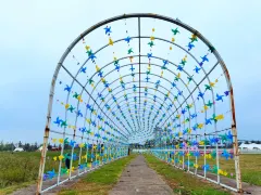 창더 1일 투어: 도화원 관광지의 고요함, 펑린화하이의 낭만