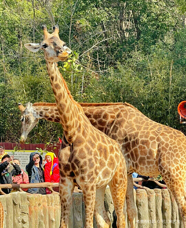 带娃必做的事 |去武汉野生动物园喂动物