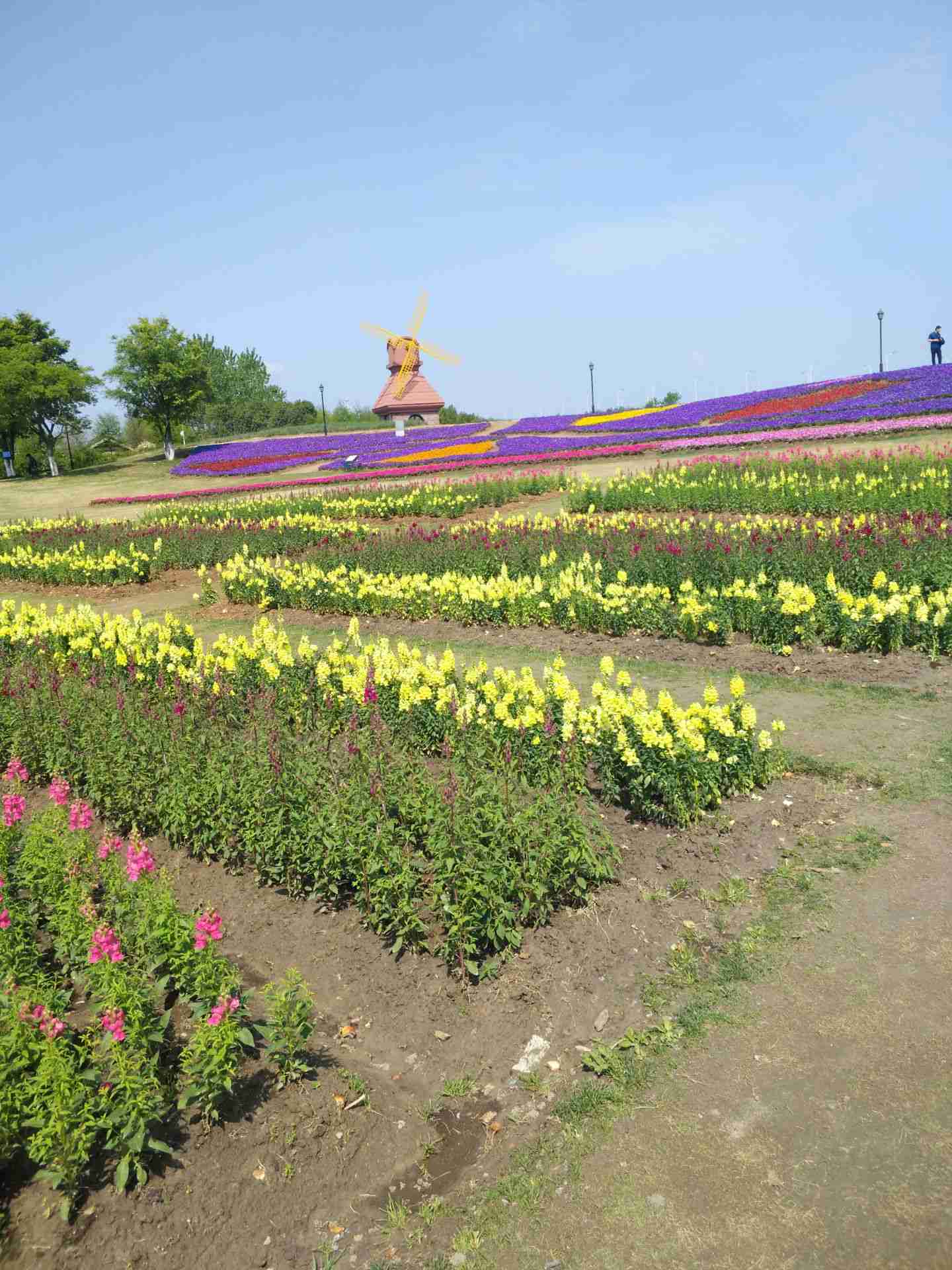 杭州灣海上花田