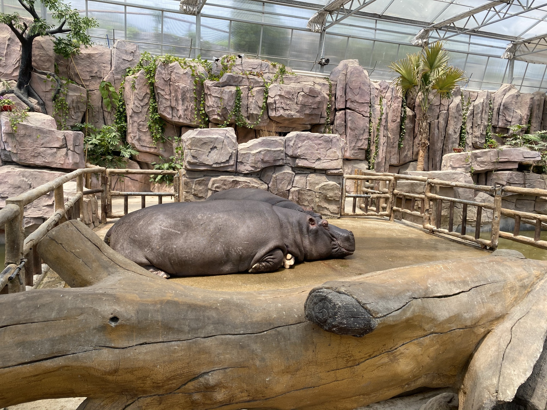 青岛森林野生动物世界