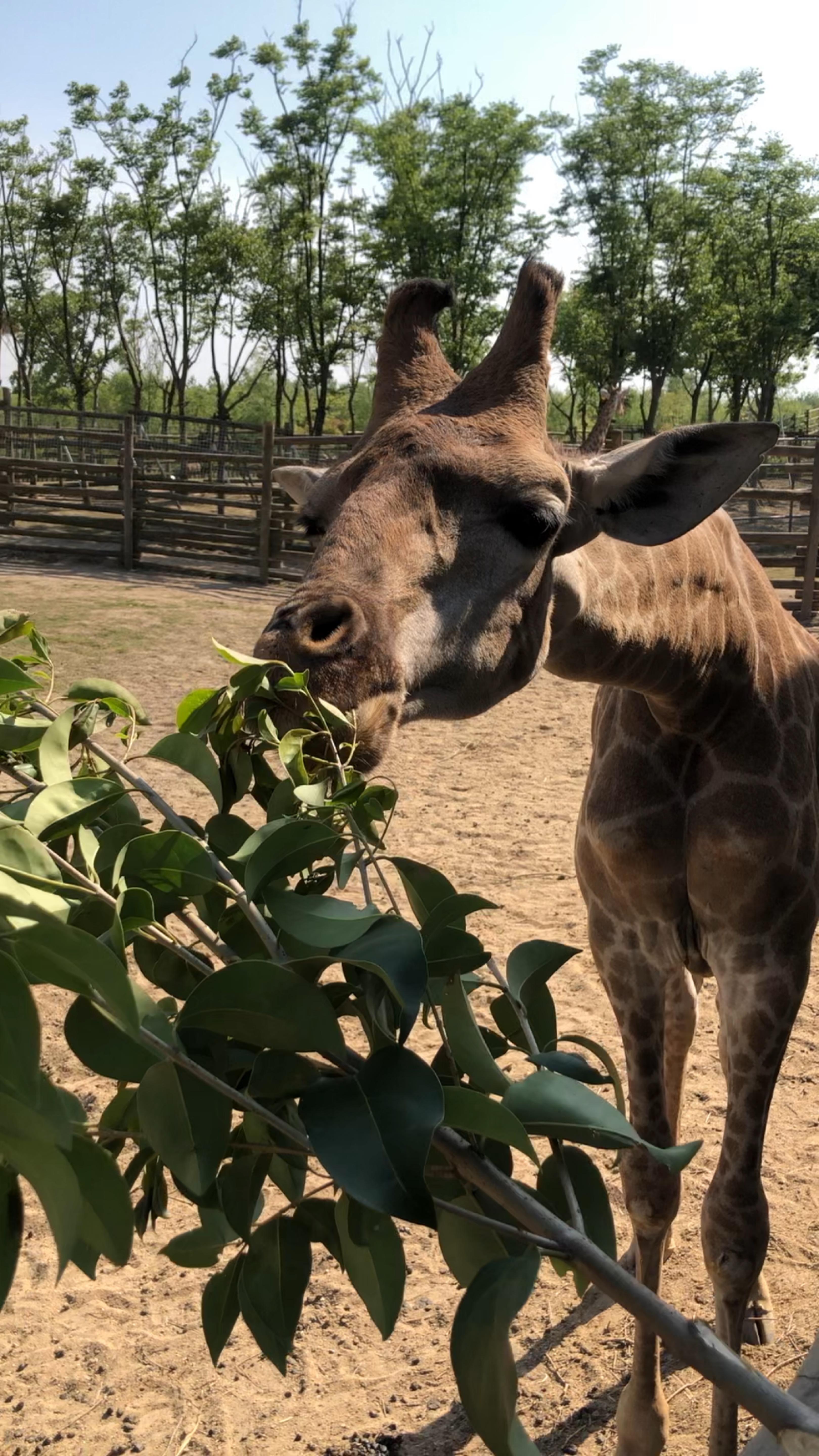 【携程攻略】南通南通森林野生动物园景点,不记得第几次去了,大概是第