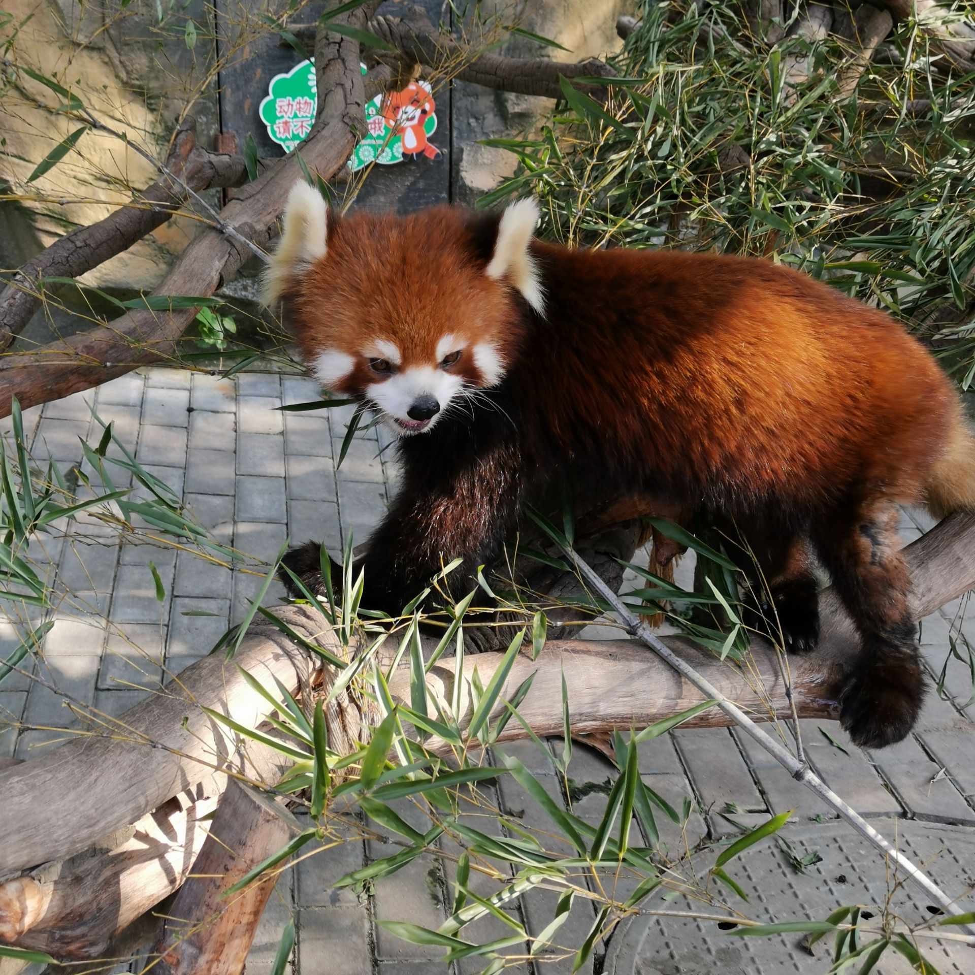 挺好玩的,说实话,比我想象中的好玩,比较近,然后动物是真的很友好