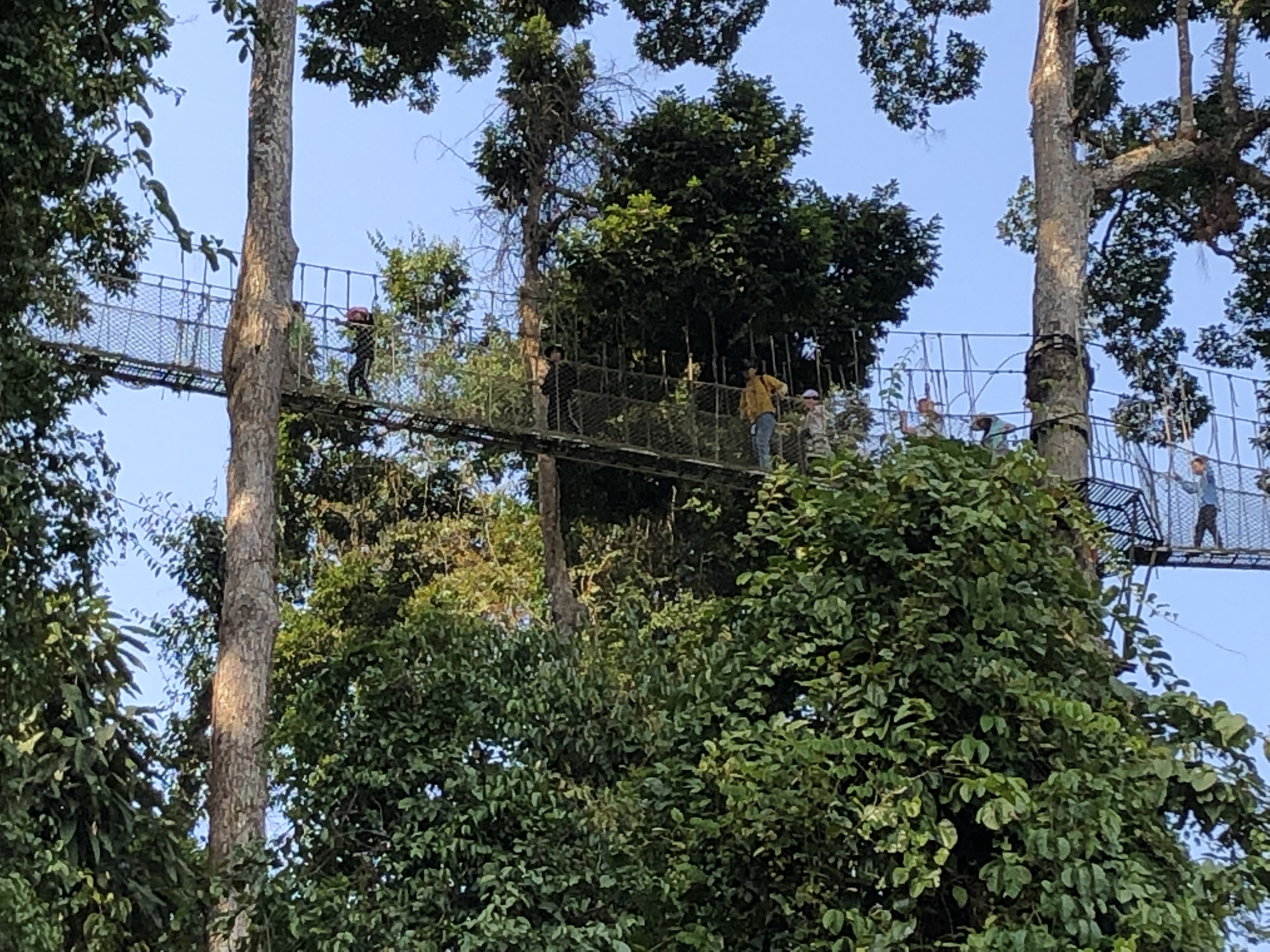 西双版纳热带雨林国家公园望天树景区