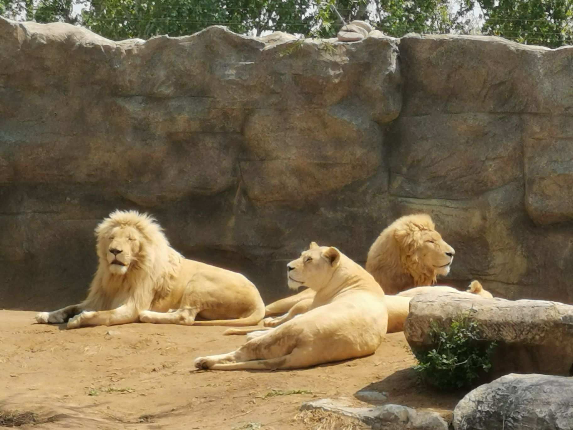 北京野生動物園攻略,北京野生動物園門票/遊玩攻略/地址/圖片/門票