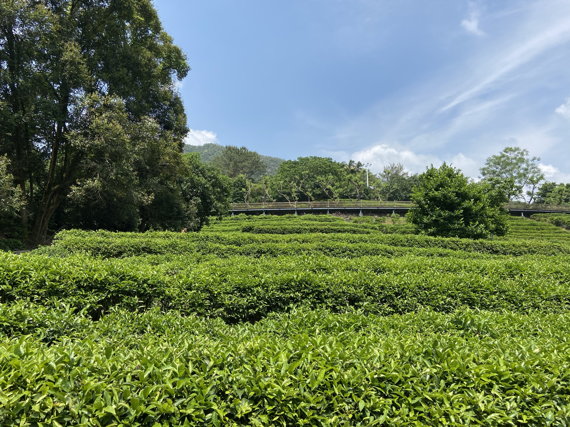 雁南飞茶田景区