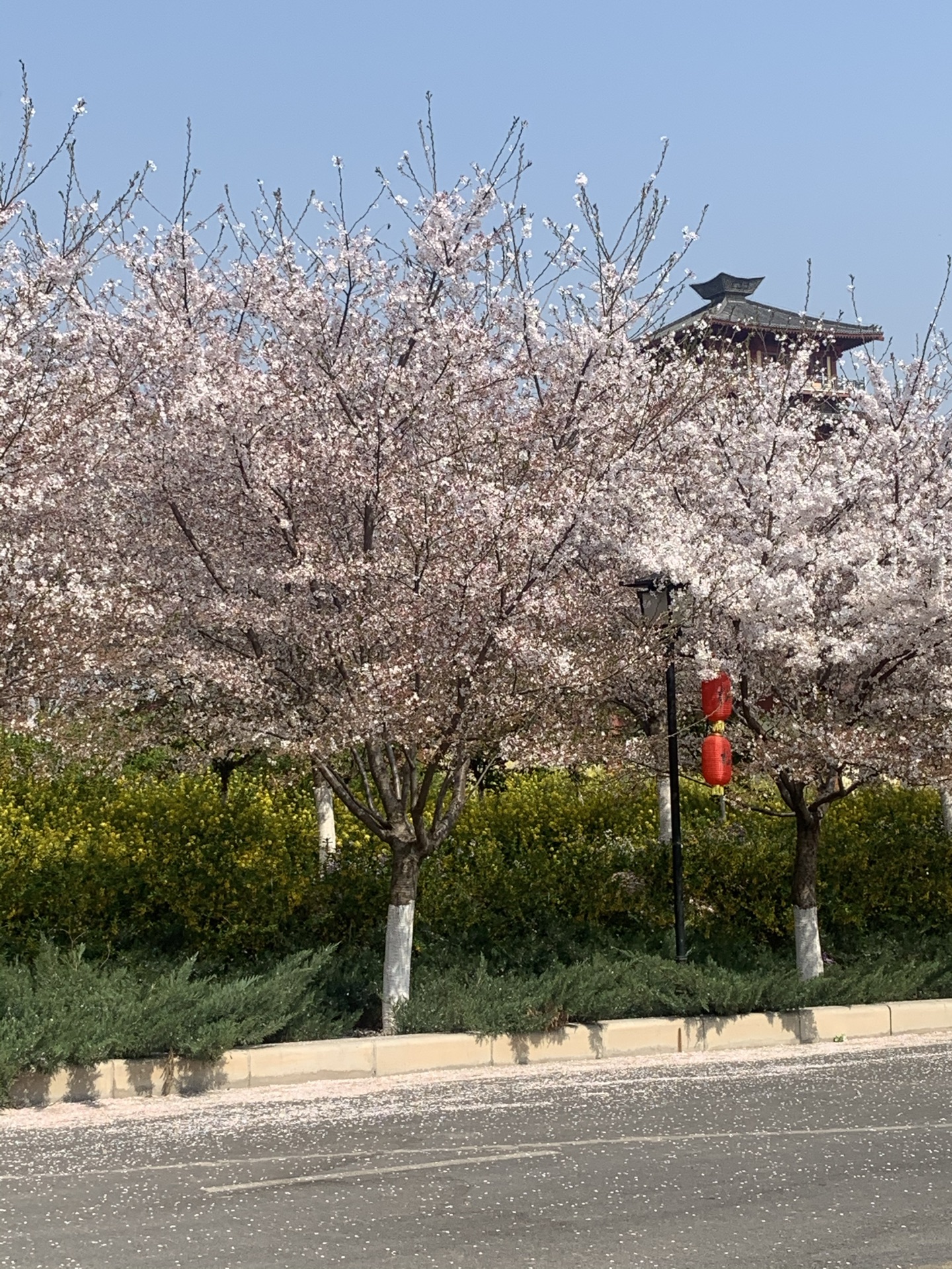 古柏渡丰乐樱花园