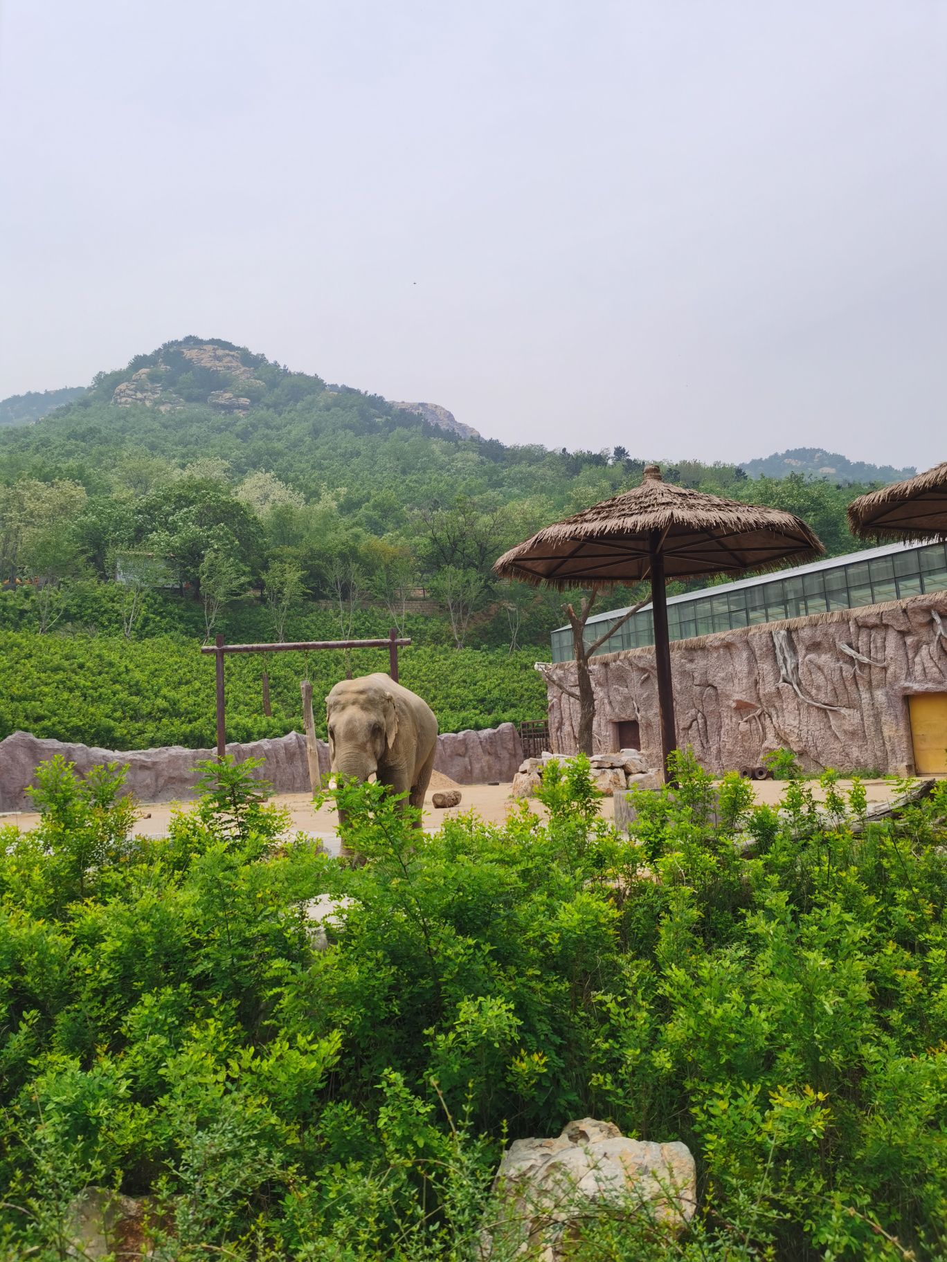 青岛森林野生动物世界